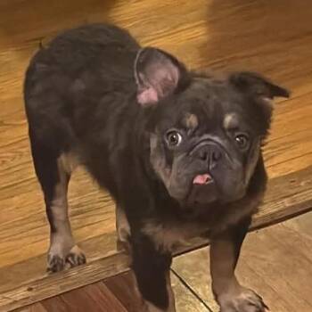 Francine Fluffy Face -  French Bulldog Dog for Adoption in Cincinnati, Ohio - Francine Fluffy Face | PetCurious