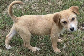 Wire Fox Terrier Dogs Available for Adoption in Rockaway, New Jersey - Adidas Lonestar | PetCurious