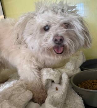 Rescue Maltese Dogs for Adoption in Rockwall, Texas - Found Stray: Petey | PetCurious