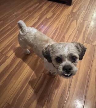 Shih Tzu Dogs Available for Adoption in Pomona, California - JACKSON (BONDED WITH ROXY) | PetCurious