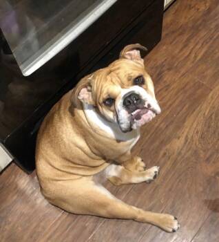 Honey -  English Bulldog Dog for Adoption in Memphis, Tennessee - Honey | PetCurious