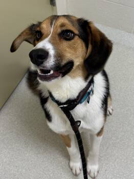 Baxter -  Beagle Dog for Adoption in Ashland, Ohio - Baxter | PetCurious
