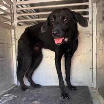 Katniss -  Labrador Retriever and Mixed Breed Dog for Adoption in Edinburg, Texas - Katniss | PetCurious
