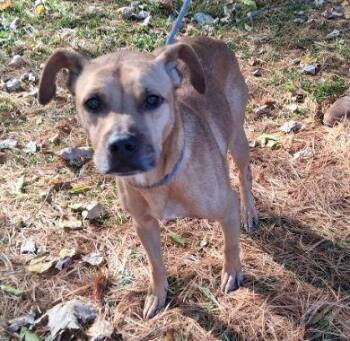 Rescue Terrier Dogs for Adoption in Philippi, West Virginia - Nikita | PetCurious