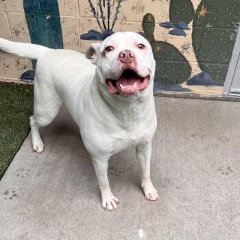 Benelly -  Mixed Breed Dog Available for Adoption in Fairport, New York - Benelly | PetCurious