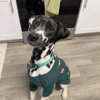 Dalmatian Dogs Available for Adoption in San Diego, California - Maverick-Georgetown, TX | PetCurious