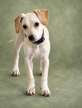Popcorn - fostered in SE Nebraska -  Chihuahua and Beagle Dog for Adoption in Overland Park, Kansas - Popcorn - Fostered In SE Nebraska | PetCurious