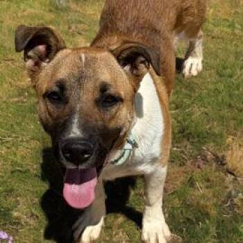 Kestrel -  Labrador Retriever and Boxer Dog for Adoption in Kanab, Utah - Kestrel | PetCurious