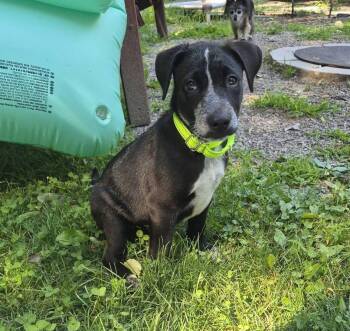 Spot -  Shar Pei Dog for Adoption in New London, Wisconsin - Spot | PetCurious