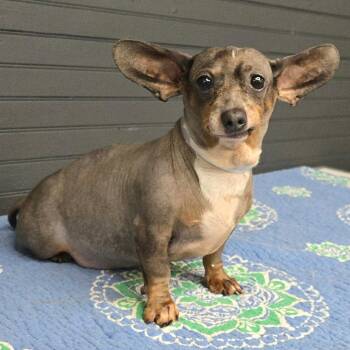 FOSTER NEEDED - Harry -  Dachshund Dog for Adoption - FOSTER NEEDED - Harry | PetCurious