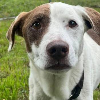 Manu -  Australian Shepherd and Mixed Breed Dog for Adoption in Brock, Texas - Manu | PetCurious