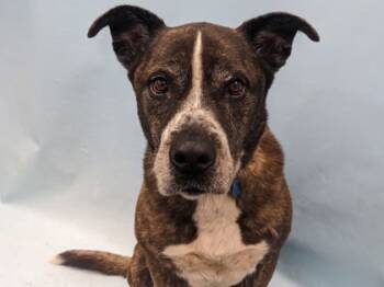 Rescue Shepherd and Mixed Breed Dogs for Adoption in Golden Valley, Minnesota - Boo | PetCurious