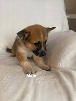 Mixed Breed Dogs Available for Adoption - Saja | PetCurious