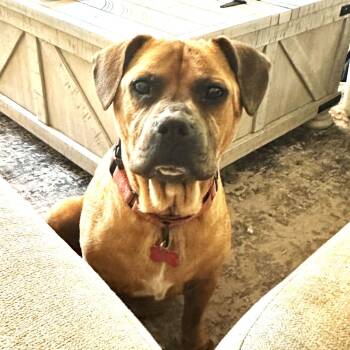 Rescue Boxer and Mixed Breed Dogs for Adoption in South Riding, Virginia - Angel | PetCurious