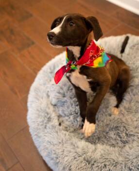 Black Mouth Cur Dogs Available for Adoption in Houston, Texas - Waffle | PetCurious