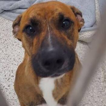 Brownie -  Boxer and Mixed Breed Dog for Adoption in Lake Havasu City, Arizona - Brownie | PetCurious