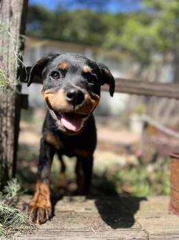 Rottweiler Dogs Available for Adoption in Hayward, California - Halo | PetCurious