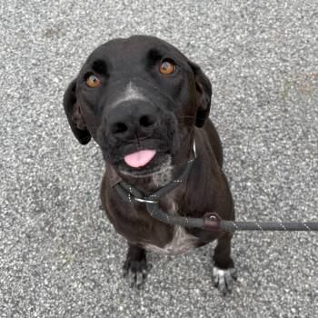 Rescue Black Labrador Retriever Dogs for Adoption in Franklin, North Carolina - Strawberry | PetCurious