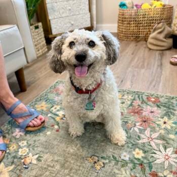 Lulu Grace Sweet Little Lady -  Poodle and Maltese Dog for Adoption in Friendswood, Texas - Lulu Grace Sweet Little Lady | PetCurious