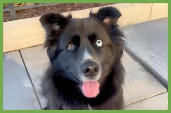 Ollie -  Siberian Husky and Shepherd Dog for Adoption in Amherst, Massachusetts - Ollie | PetCurious