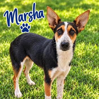 Marsha -  Cattle Dog and Border Collie Dog for Adoption in Hohenwald, Tennessee - Marsha | PetCurious
