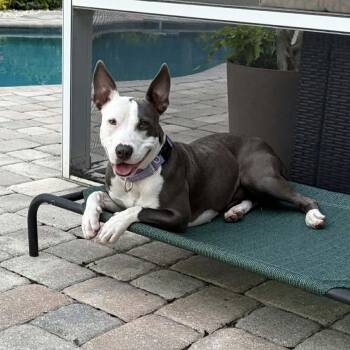 Mya -  Mixed Breed Dog for Adoption in Umatilla, Florida - Mya | PetCurious