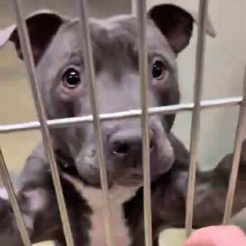 Rescue Pit Bull Terrier Dogs for Adoption in Wichita, Kansas - Zaza | PetCurious