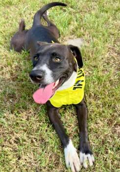 Rescue Labrador Retriever and Terrier Dogs for Adoption in El Dorado, Arkansas - Raven | PetCurious