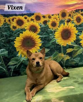 Vixen -  Chow Chow Dog for Adoption in Urbana, Ohio - Vixen | PetCurious