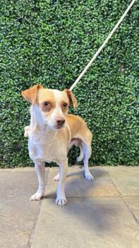 Chihuahua and Mixed Breed Dogs Available for Adoption in El Paso, Texas - 60975129 | PetCurious
