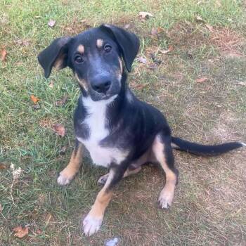 Thunder -  Collie and Shepherd Dog for Adoption in Glocester, Rhode Island - Thunder | PetCurious