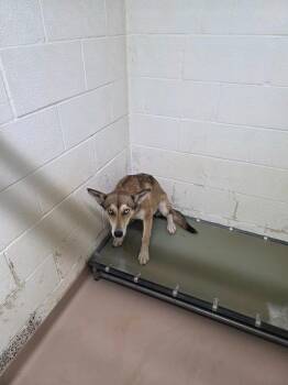 Roxanne -  Husky Dog for Adoption in Nacogdoches, Texas - Roxanne | PetCurious