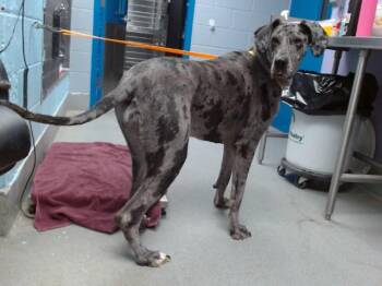 ARIAT -  Great Dane Dog for Adoption in Albuquerque, New Mexico - ARIAT | PetCurious