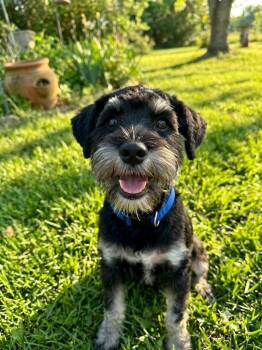 NEWMAN -  Havanese Dog for Adoption in Dallas, Texas - NEWMAN | PetCurious