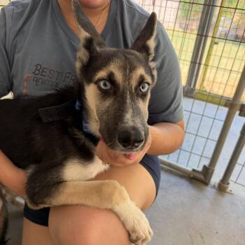 Eagle -  Shepherd and Mixed Breed Dog for Adoption in Austin, Texas - Eagle | PetCurious