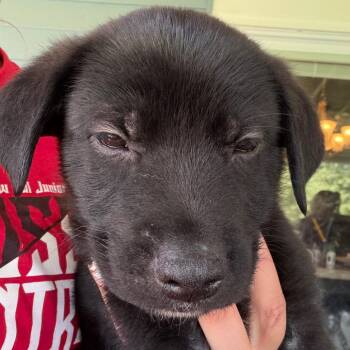 Nigel - dk blue -  Shepherd and Husky Dog for Adoption in Greenfield, Indiana - Nigel - Dk Blue | PetCurious