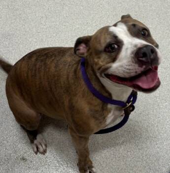 Rescue American Staffordshire Terrier and Mixed Breed Dogs for Adoption in Honolulu, Hawaii - Layla | PetCurious