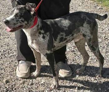 COBALT -  Catahoula Leopard Dog Dog for Adoption in Holbrook, New York - COBALT | PetCurious