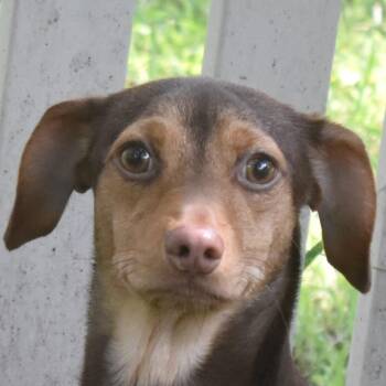 Rescue Miniature Pinscher Dogs for Adoption in Auburn, Nebraska - Dragon Prince | PetCurious