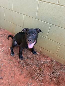 Wilson -  Mixed Breed Dog for Adoption - Wilson | PetCurious