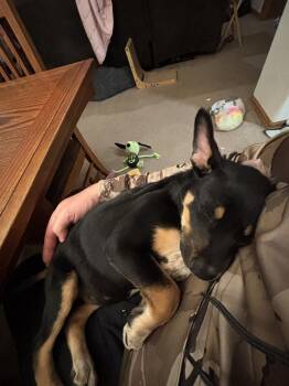 Australian Cattle Dog Blue Heeler and Shepherd Dogs Available for Adoption in Lafayette, Colorado - Sweden | PetCurious