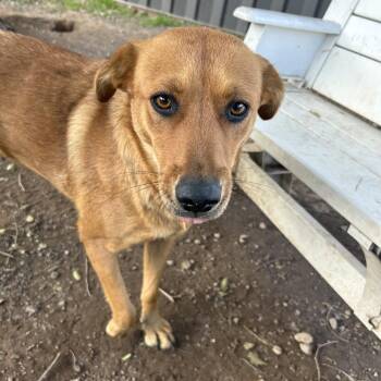 Rezzi -  Labrador Retriever and Mixed Breed Dog for Adoption in Flagstaff, Arizona - Rezzi | PetCurious