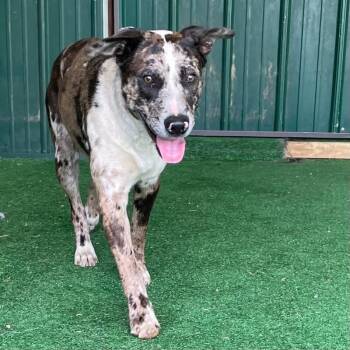 Australian Shepherd and Pit Bull Terrier Dogs Available for Adoption in Roanoke, Virginia - Blossom | PetCurious