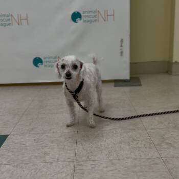 Bichon Frise Dogs Available for Adoption in Bedford, New Hampshire - Gretzky | PetCurious