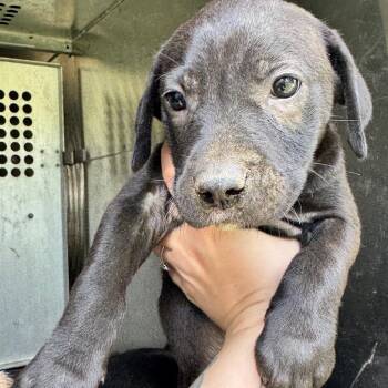 Pit Bull Terrier Dogs Available for Adoption - Arctic | PetCurious