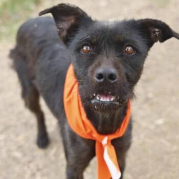 DOLLY -  Terrier Dog for Adoption in San Antonio, Texas - DOLLY | PetCurious
