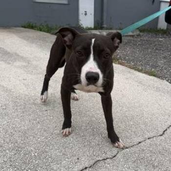 IGUANA -  Mixed Breed Dog for Adoption in Fernandina Beach, Florida - IGUANA | PetCurious