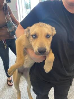 Mixed Breed Dogs Available for Adoption - BLONDIE | PetCurious