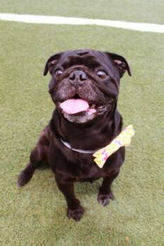 Pug Dogs Available for Adoption in Gardena, California - Kevin Bacon | PetCurious