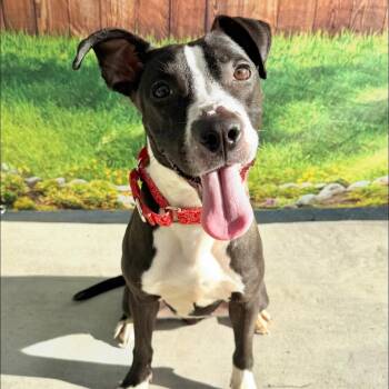 Tamale -  Mixed Breed Dog Available for Adoption in Warren, Ohio - Tamale | PetCurious